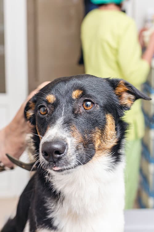 A black and white dog with brown markings is being examined by a veterinarian in green scrubs. The vet, partially visible in the background, ensures the dog remains calm and alert throughout the check-up.
