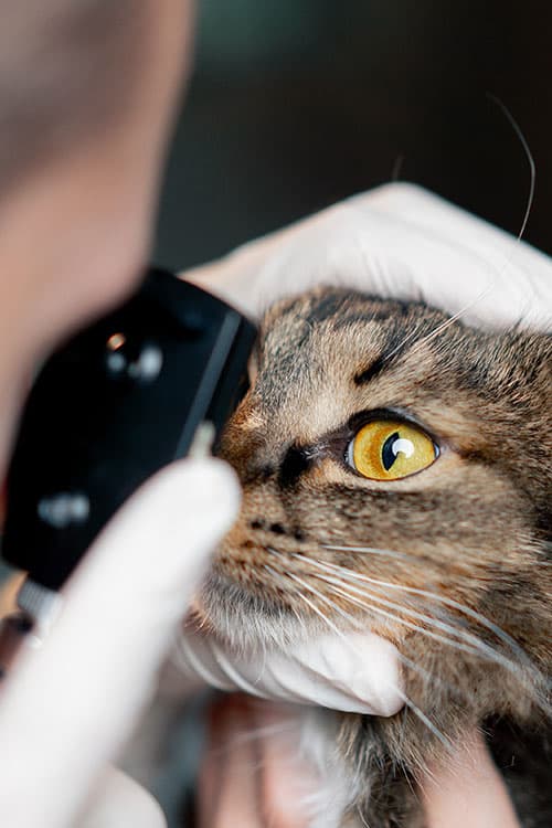 A veterinarian examines a cat's eye using an ophthalmoscope. The cat, with its bright yellow eyes and brown tabby fur, sits calmly as the vet in white gloves gently holds its head.