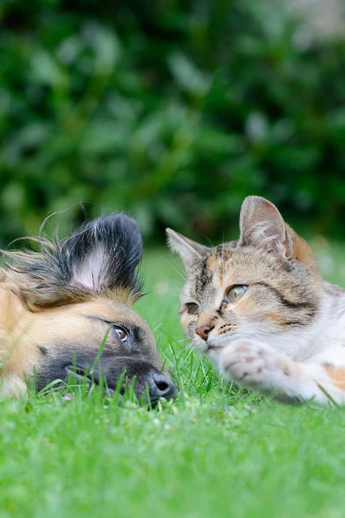 A veterinarian's dream scene unfolds with a dog and a cat lying on green grass, facing each other closely. The dog boasts fluffy black and brown fur, while the tabby cat shows off its white and gray markings. Both express calmness, enveloped by a blurred green background.