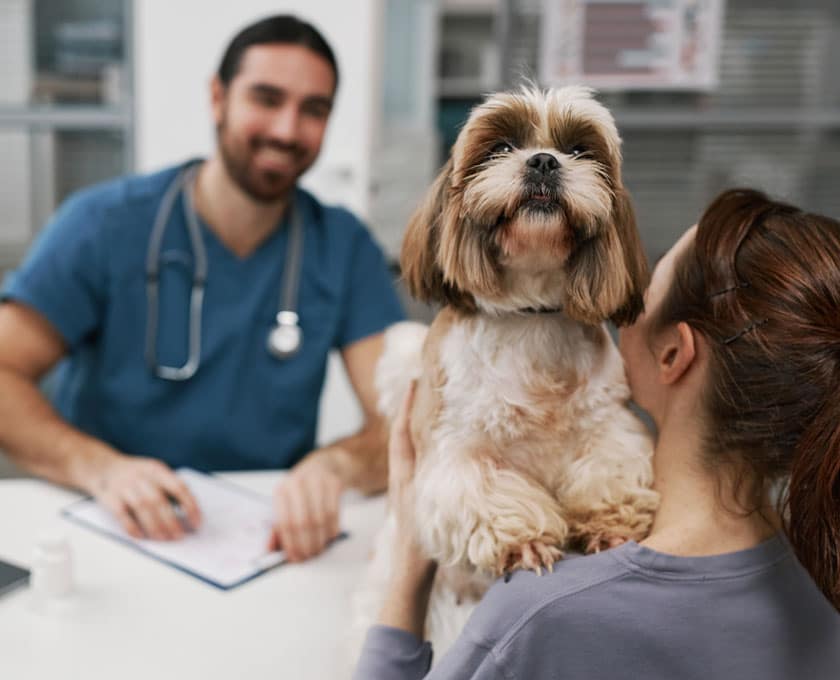 A person holds a fluffy brown and white dog in a veterinary clinic. A vet in blue scrubs with a stethoscope sits at a desk, smiling, with a clipboard in hand. Both focus on the dog.