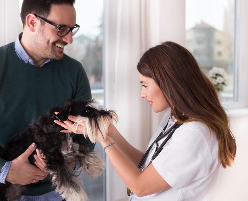 A man holds a small black and white dog as the veterinarian, wearing a crisp white coat, smiles and examines the pup in a bright room with large windows. The vet and the pet owner appear friendly and engaged.