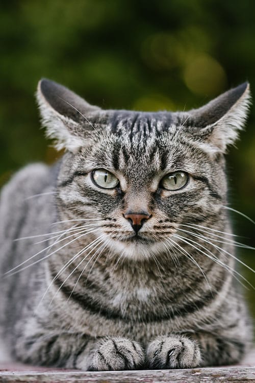 Close-up of a gray tabby cat with green eyes, sitting on a wooden surface. Its ears are perked up attentively, as if listening for a vet's familiar call. The background is a blurred mix of green and yellow, suggesting an outdoor setting.