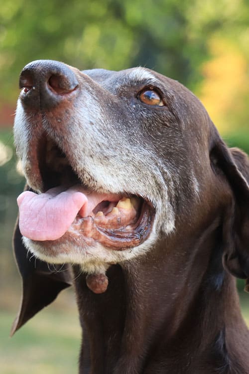 Close-up of an elderly brown dog gazing upward with mouth open and tongue out, as if waiting for a treat from their favorite vet. The dog has a greying snout, and the background is a blurred green, suggesting an outdoor setting.
