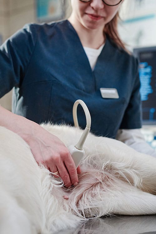 A skilled vet in blue scrubs uses an ultrasound probe on a white dog's abdomen. The dog rests calmly on its side on the examination table in the clinic setting.