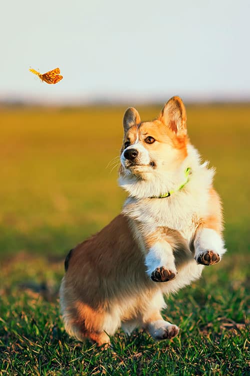 A corgi with a fluffy coat playfully jumps in a grassy field, excitedly watching a butterfly fluttering nearby, as if practicing for its next visit to the vet.