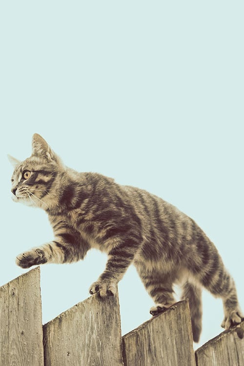 A tabby cat, with the poise of a seasoned vet, gracefully walks along the top of a wooden fence against a clear sky.