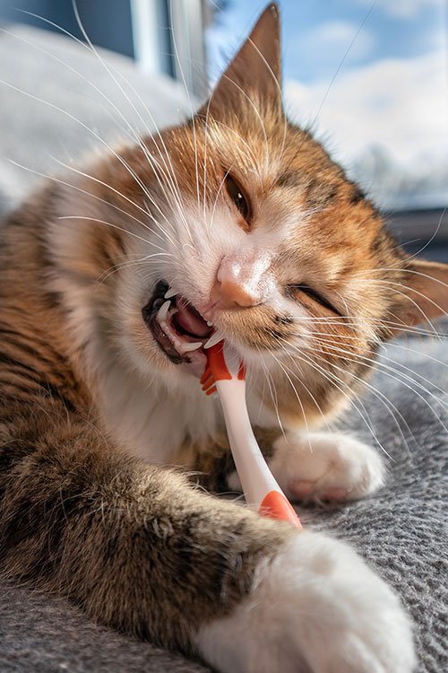 A fluffy cat, perhaps dreaming of a veterinarian visit, chews on a toothbrush while lounging on a gray blanket. One eye playfully closed and whiskers spread out, it relaxes as the blue sky peeks through the window in the background.