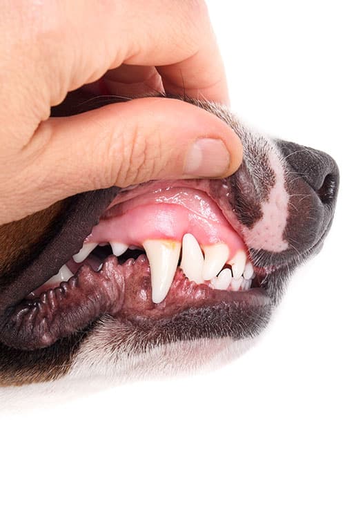 A close-up shows a veterinarian gently lifting the dog's upper lip, revealing its sharp canine and surrounding teeth. The mix of brown, black, and white fur adds a striking contrast to the image.