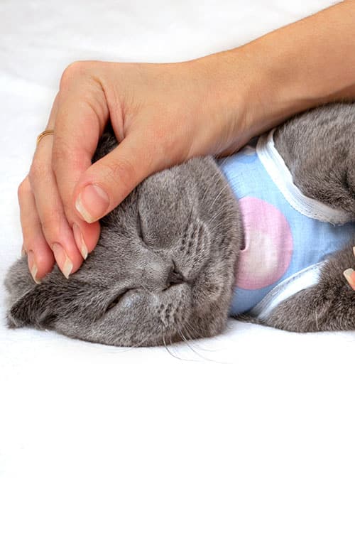A gray cat in a blue and white shirt is sleeping peacefully as a hand, reminiscent of a caring vet's touch, gently pets its head with affection.