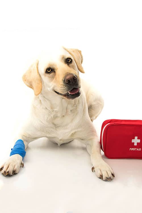 A Labrador retriever with a blue bandage on its front leg lies on a white background, evidence of recent care from the vet. Next to the dog is a red first aid kit. The dog looks content and alert.