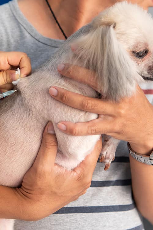 A person in a gray shirt gently holds a small white dog as the veterinarian administers an injection into the dog's back, suggesting a routine vet procedure.