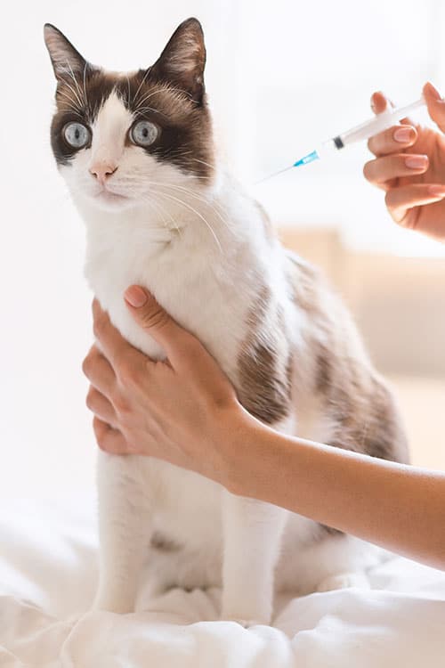 A brown and white cat with blue eyes receives a vaccine injection from a vet. The cat is sitting calmly on a white surface, while the veterinarian gently holds its front. Another hand administers the shot.