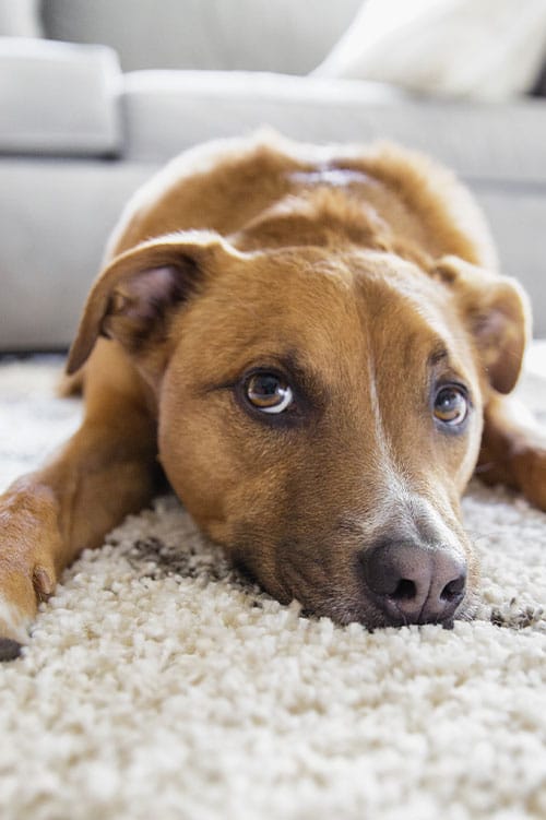 A brown dog with expressive eyes lies on a light-colored carpet, gazing intently as if waiting for its next visit to the vet. The background features a blurred gray sofa.
