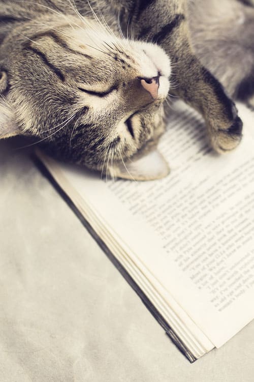 A tabby cat peacefully sleeps on an open book, its gentle, serene expression suggesting it's dreaming of visits to the veterinarian. The book is slightly out of focus, emphasizing the cat's relaxed pose as it rests its head on the pages.