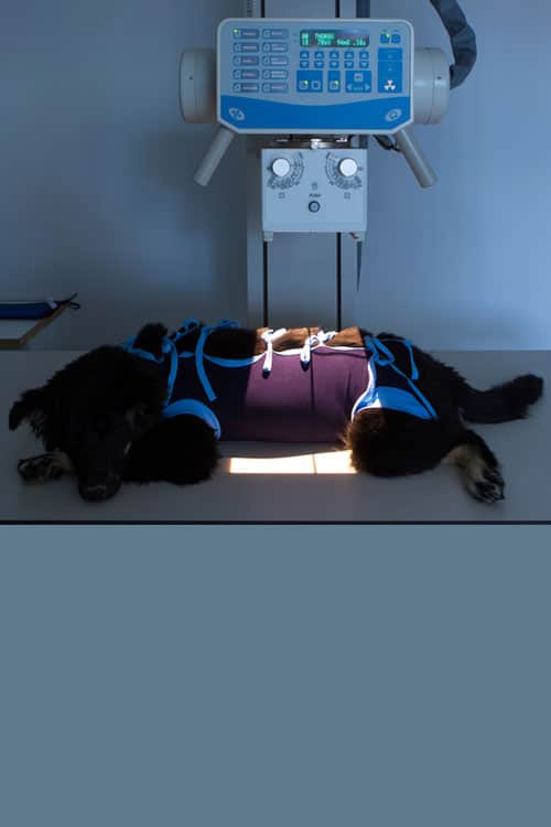 A dog lies on a table in a veterinary clinic, under an X-ray machine. It is wearing a protective blue and black vest. The veterinarian stands nearby, overseeing the process in the room with its smooth, light-colored surface and digital panel visible above the dog's head.