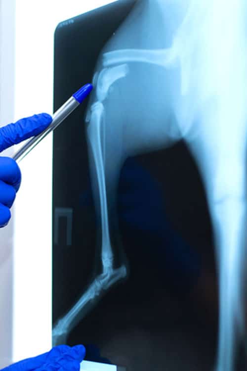 A veterinarian's gloved hand is holding a pen, pointing at the knee joint in an X-ray image that reveals the leg bones of a dog.