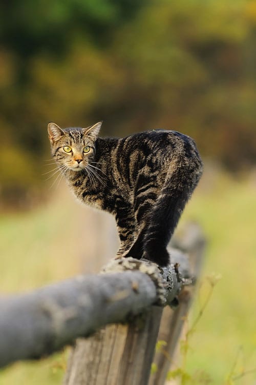 A tabby cat with striking yellow eyes balances gracefully on a rustic wooden fence, while its veterinarian observes against a backdrop of soft-focus greenery.