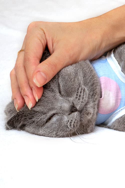 A gray cat is lying down with its eyes closed, wearing a blue and pink garment. A veterinarian's hand is gently resting on the cat's head, giving it a comforting touch. The background is a soft white surface, evoking a sense of calm and care.