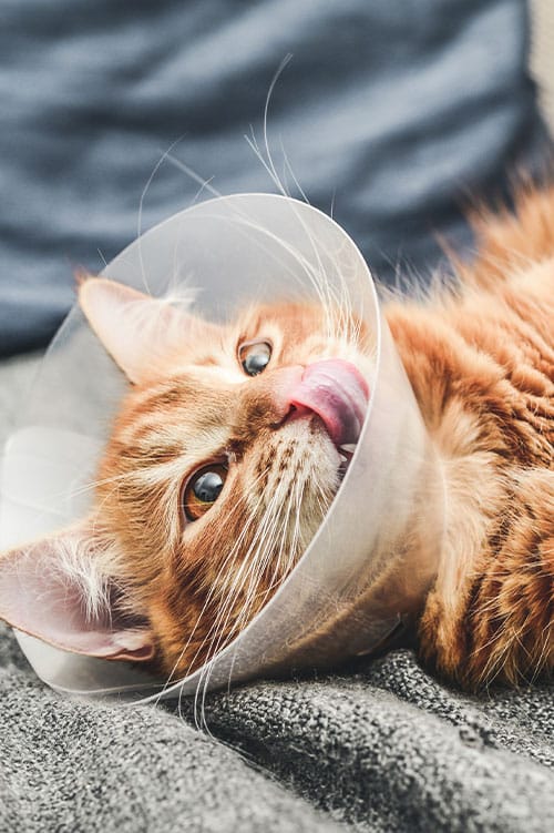 A ginger cat with bright eyes is lying on a gray surface, licking its nose. The cat is donning a transparent plastic cone collar, commonly prescribed by the veterinarian to prevent pets from licking their wounds.