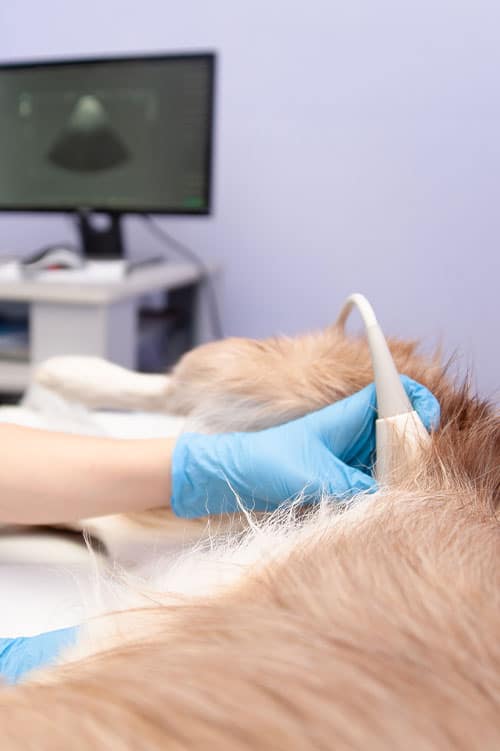 A vet wearing blue gloves uses an ultrasound device on a dog in the clinic. In the background, a computer screen displays the ultrasound image.