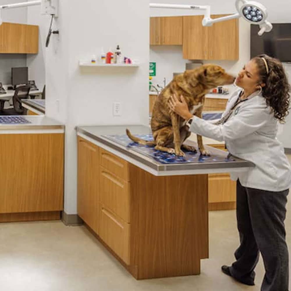 A veterinarian in a white coat lovingly interacts with a brown dog on an examination table in a veterinary clinic. The room has wooden cabinets, medical equipment, and bright lighting.
