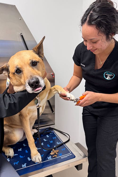 A veterinarian trims a brown dog's nails while another person holds the dog's paw. The dog sits on a blue mat with a concerned expression. Treats are on the mat, and the vet smiles gently.