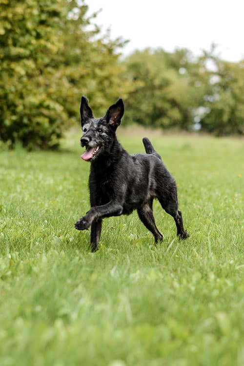 A black dog with upright ears runs joyfully across a grassy field, tongue out, with green trees and a cloudy sky in the background.