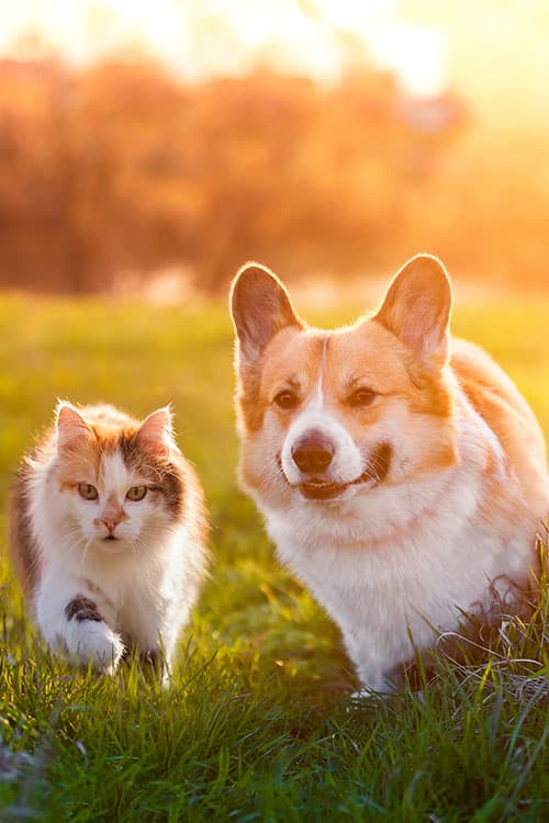 A fluffy cat and a corgi dog walk side by side on green grass, bathed in warm, golden sunlight with a blurred background.