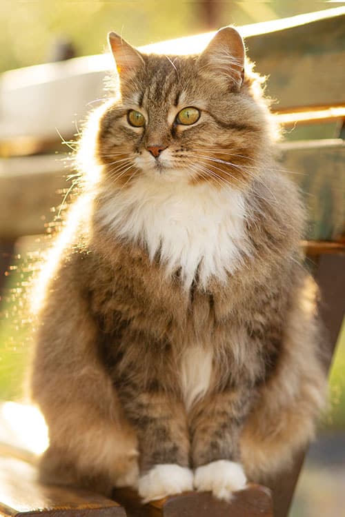 A fluffy brown and white cat with green eyes sits on a wooden bench in sunlight, highlighted by a soft golden glow.