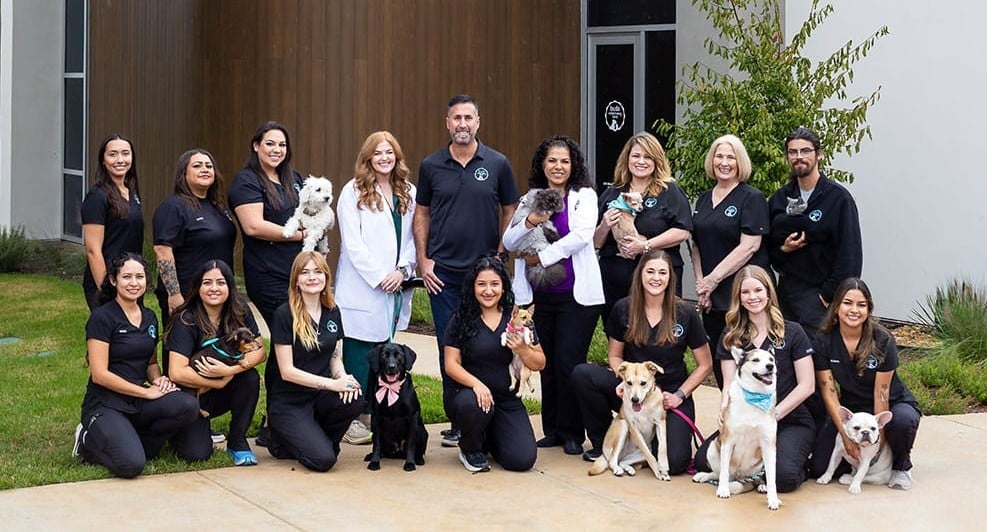 A group of 16 veterinary staff members, dressed mostly in black uniforms, pose outside a building with several dogs and cats. They are smiling, and the setting is green and inviting.