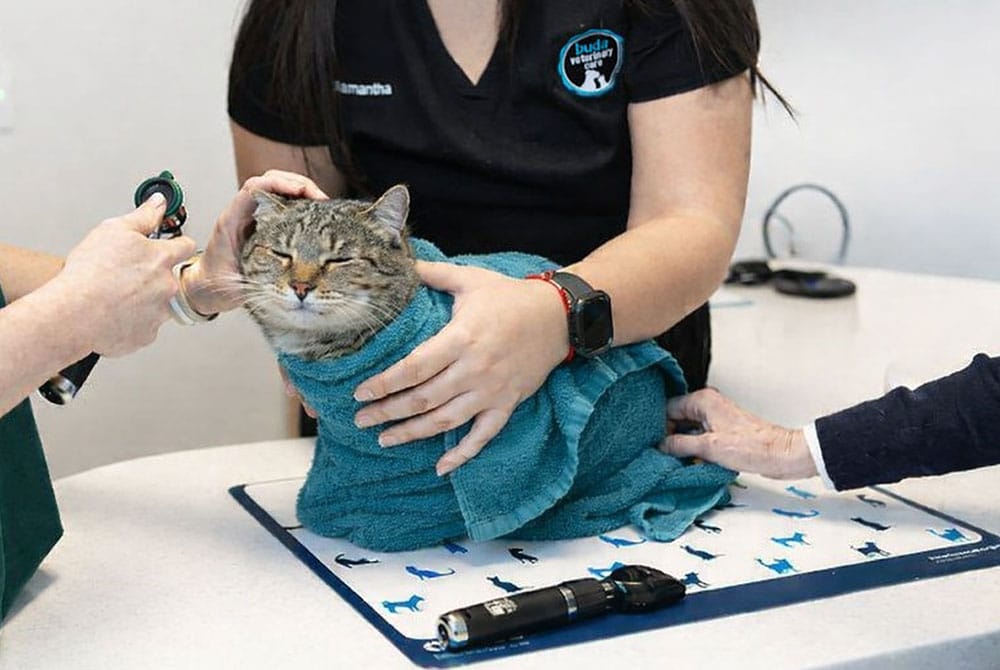 A tabby cat wrapped in a purple towel sits on an exam table while two people examine it at a veterinary clinic. A person holds the cat steady, and a medical device is on the table.