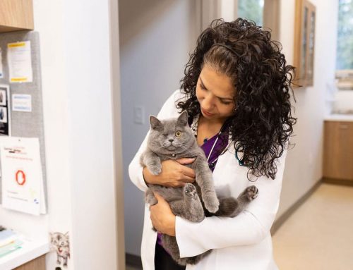 Helping Your Cat Have a Stress-Free Vet Visit