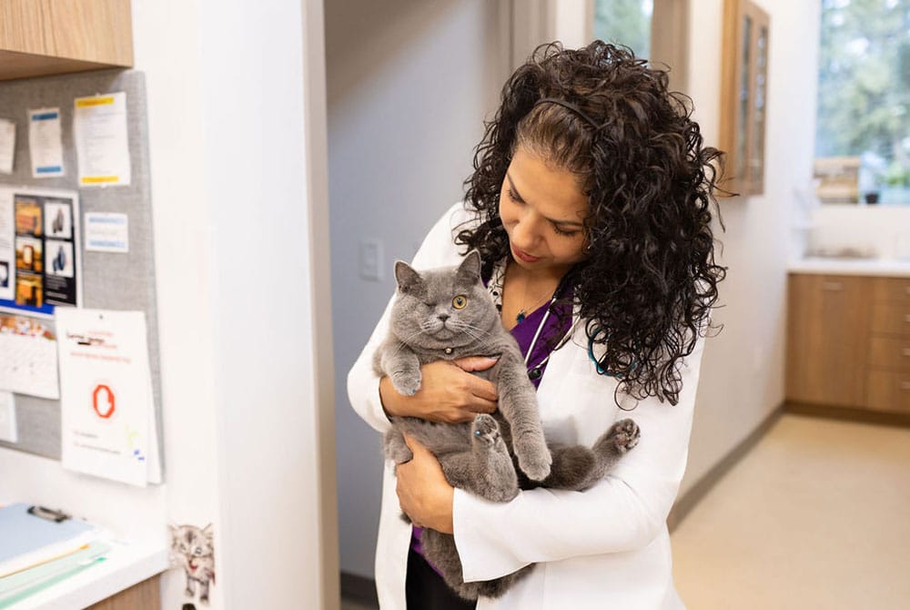 A veterinarian with curly hair wearing a white coat gently holds a gray cat in an exam room, with bulletin boards and cabinets visible in the background.