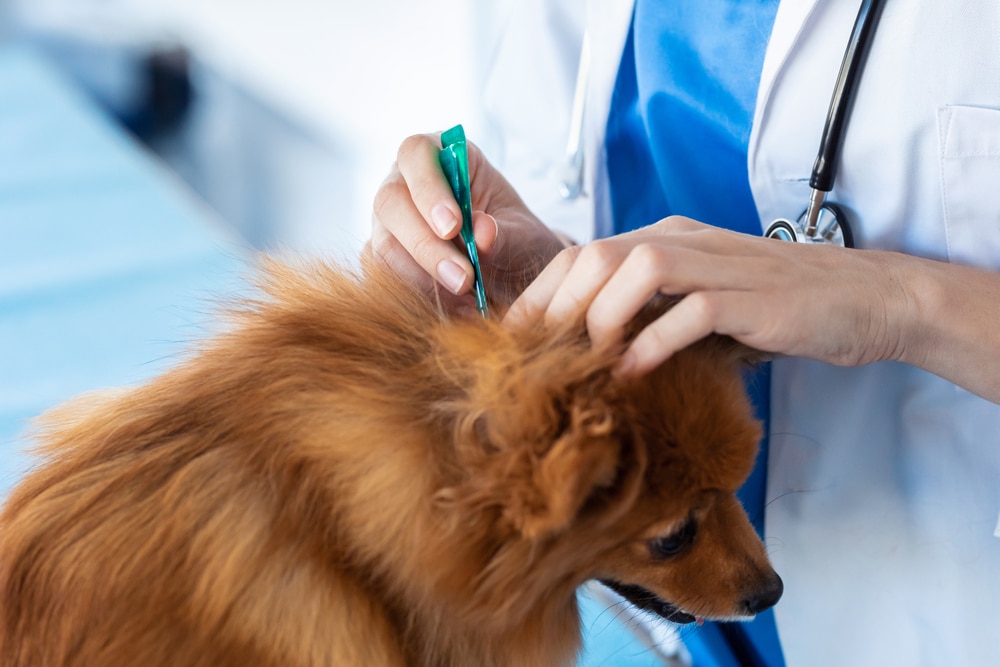 A veterinarian wearing a white coat and stethoscope applies medicine to the neck of a small brown dog with a green applicator. The dog is being treated on an examination table.