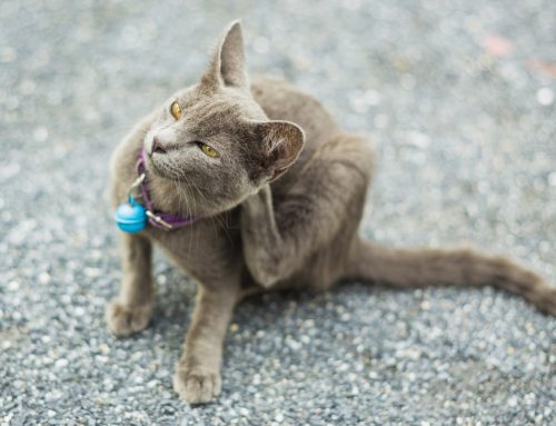 Flea Allergy Dermatitis in Pets:  What Every Pet Owner Should Know