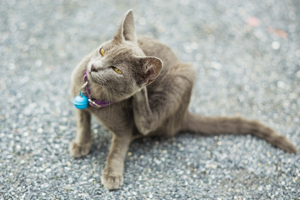 A gray cat wearing a purple collar with a blue bell sits on a gravel surface, scratching its head with its hind leg.